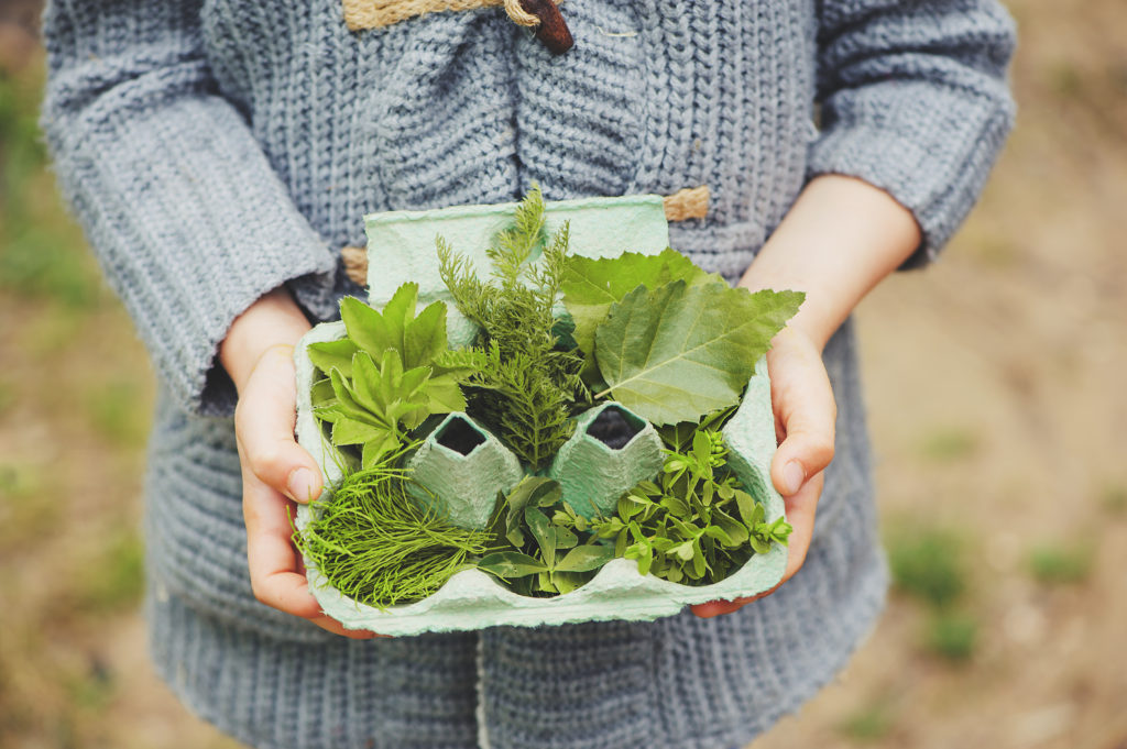 How to Start Nature Studies in Your Homeschool